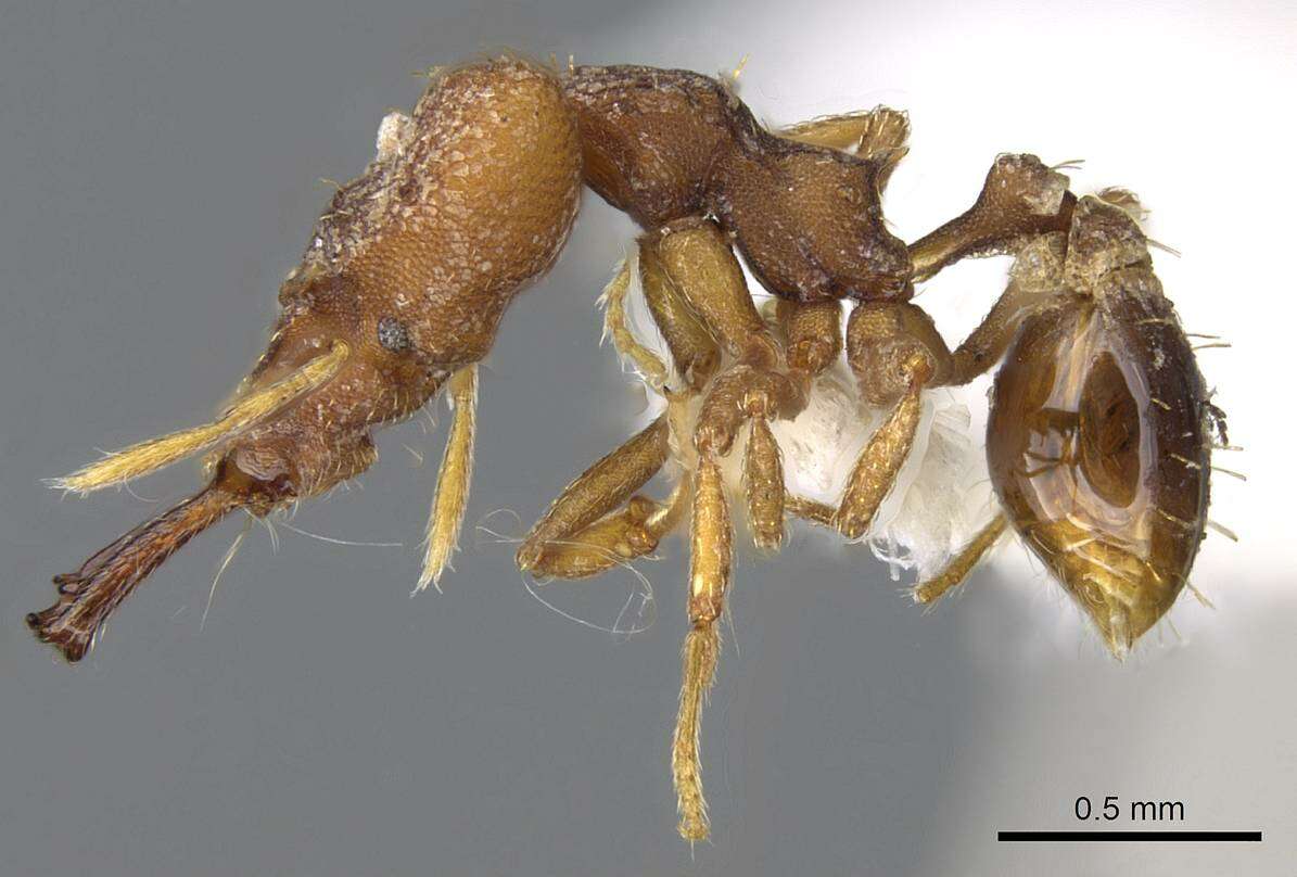 Image of Miniature Trap-jaw Ants