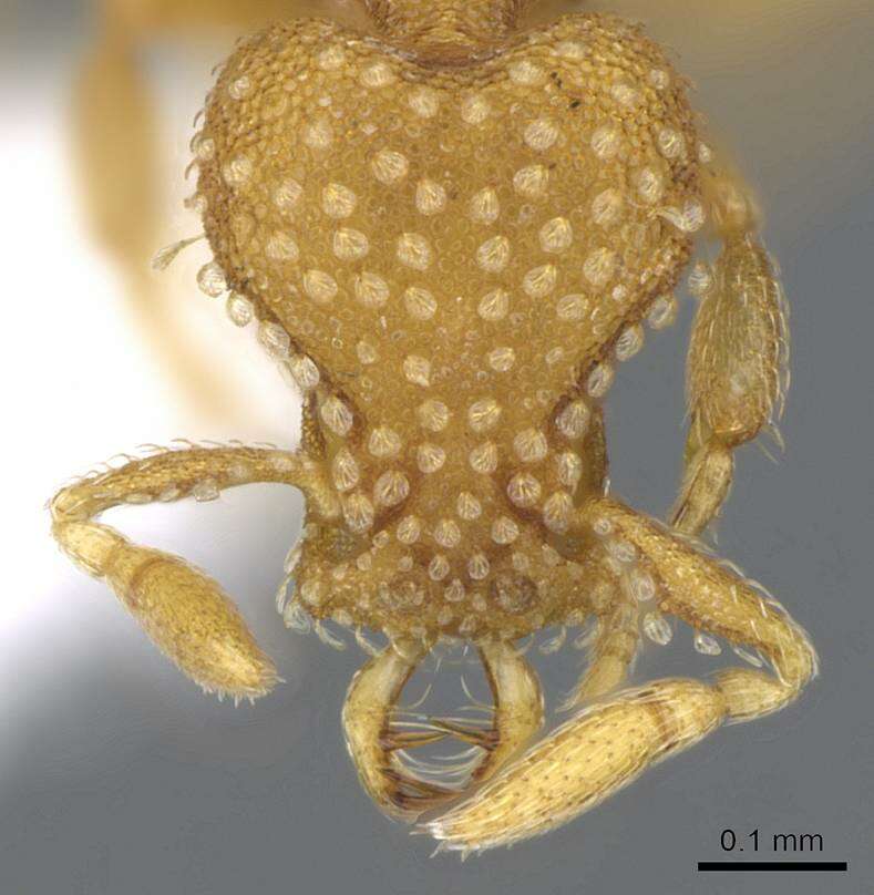 Image of Strumigenys emmae