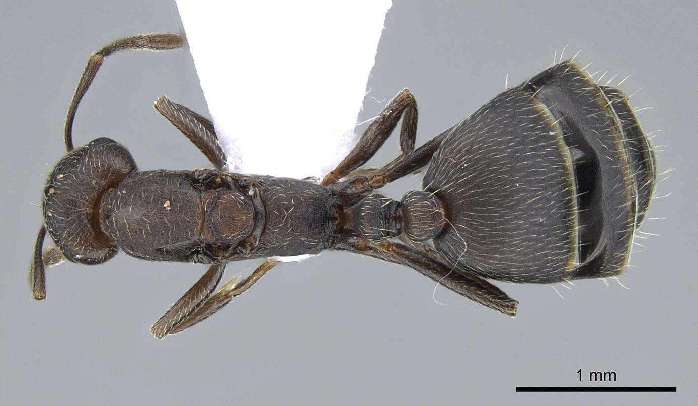 Imagem de Monomorium subopacum (Smith 1858)