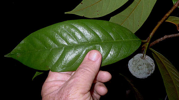 صورة Annona bahiensis (Maas & Westra) H. Rainer