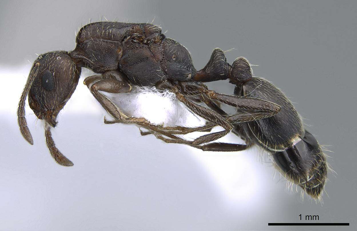 Imagem de Monomorium subopacum (Smith 1858)