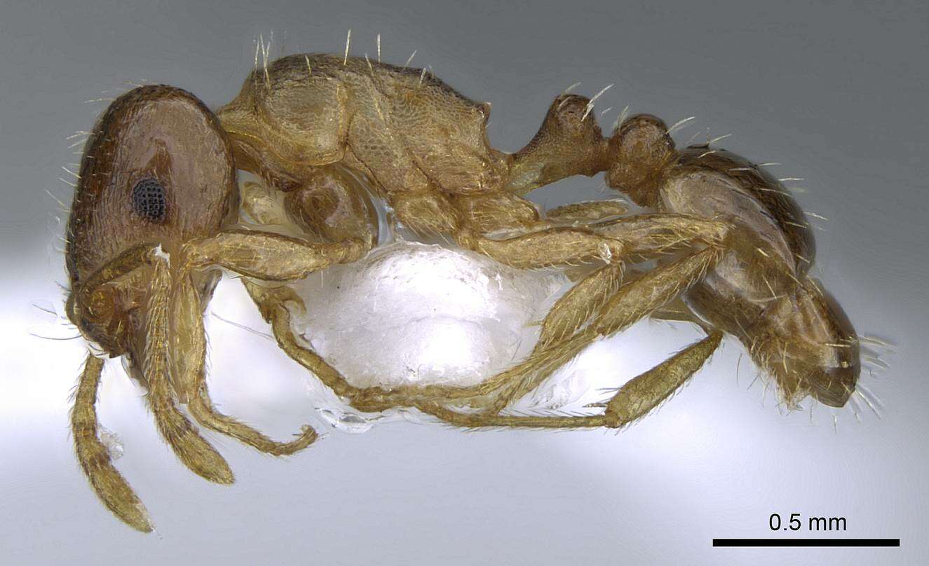 Image of Tetramorium semilaeve Andre 1883