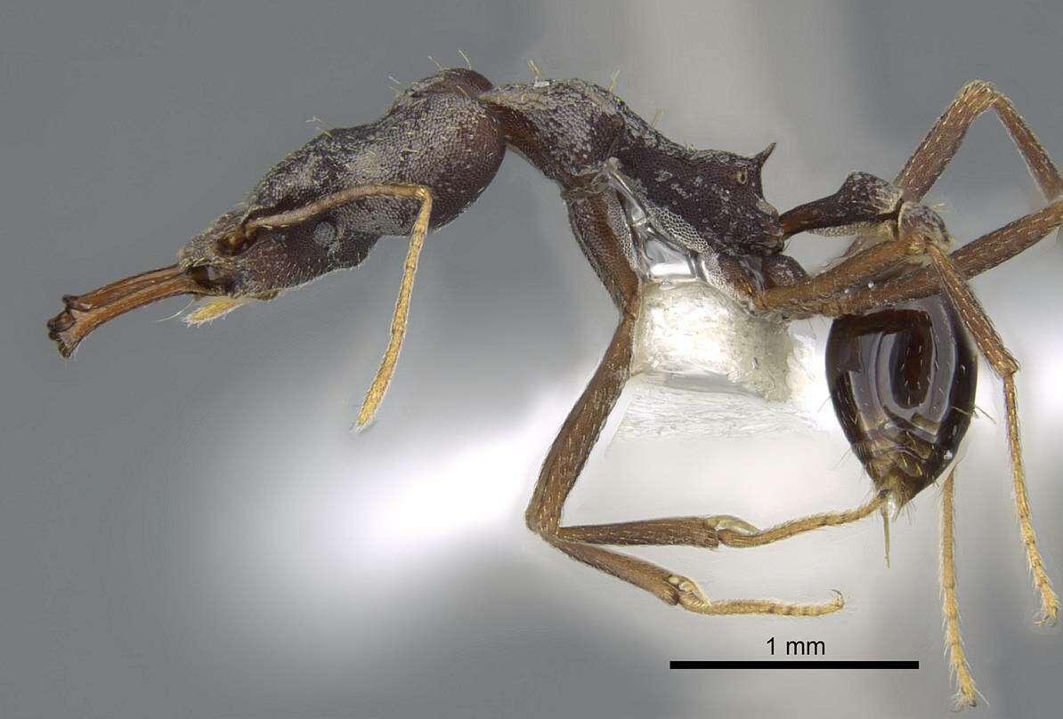 Image of Strumigenys nidifex Mann 1921