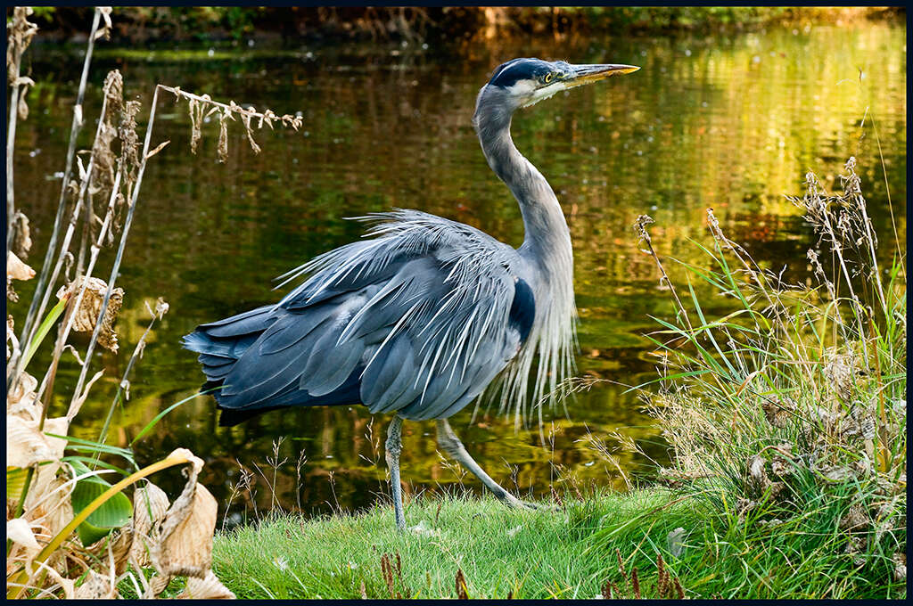 Image of Great Blue Heron