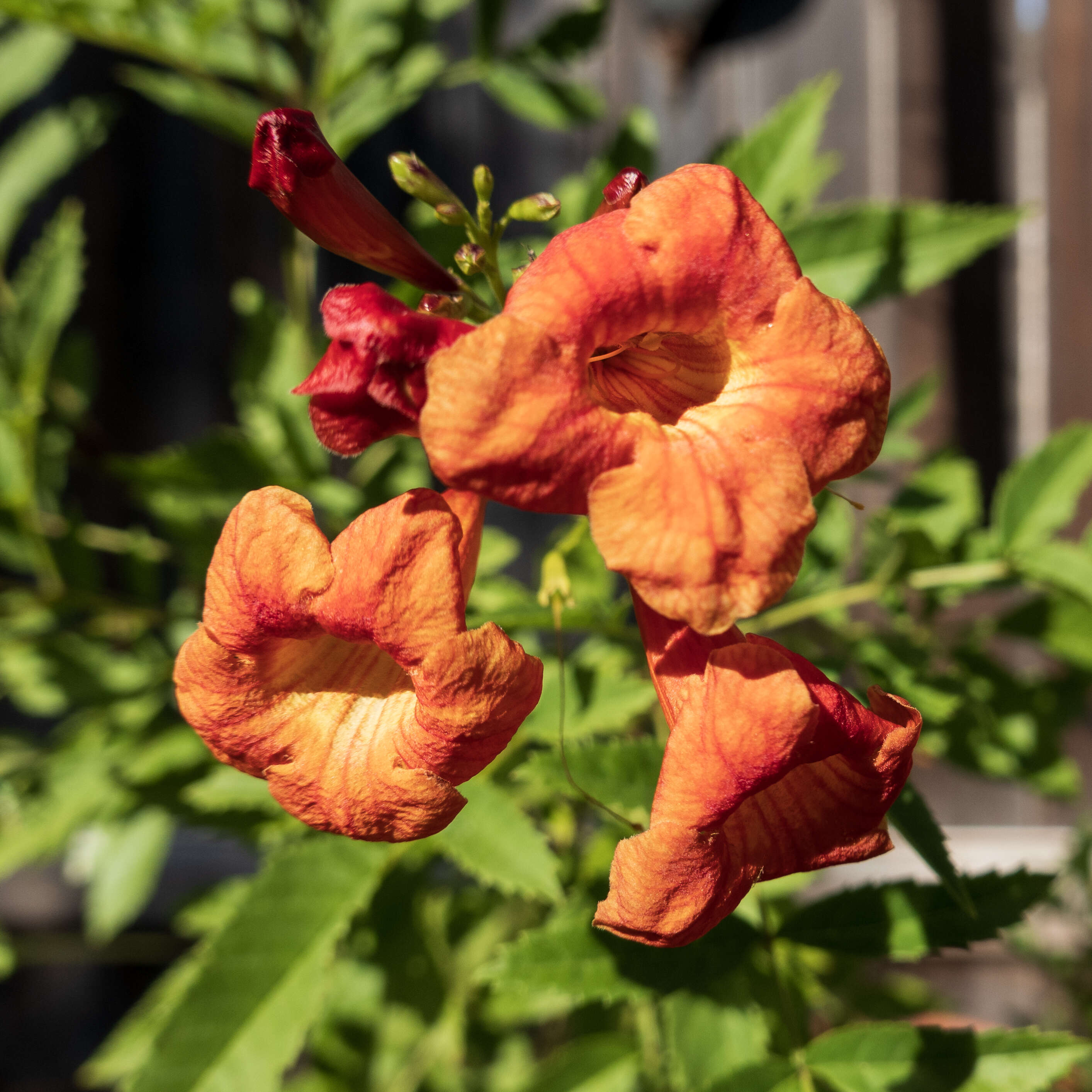 Image of Tecoma fulva subsp. guarume (DC.) J. R. I. Wood