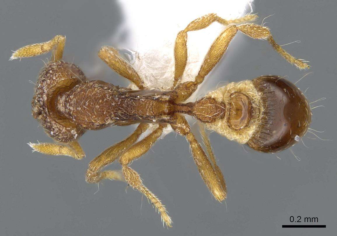 Image of Strumigenys yaleopleura Brown 1988