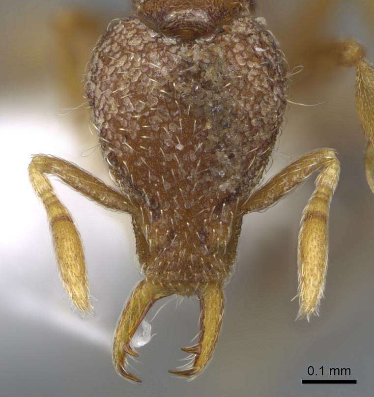 Image of Strumigenys yaleopleura Brown 1988