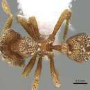 Image of Eurhopalothrix alopeciosa Brown & Kempf 1960