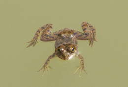 Image of Indian Skipper Frog