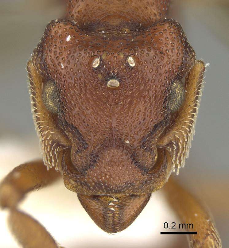 Image de Eurhopalothrix