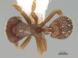 صورة Eurhopalothrix australis Brown & Kempf 1960