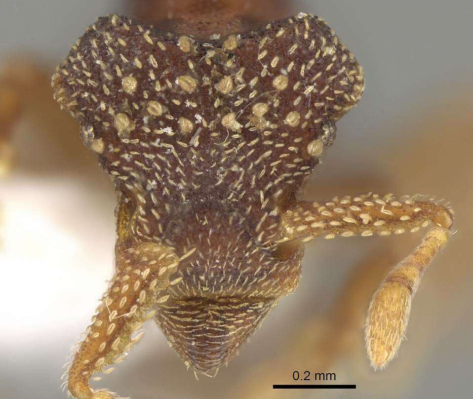 Image of Eurhopalothrix gravis (Mann 1922)