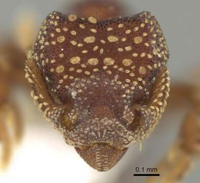 Image of Eurhopalothrix coronata Taylor 1990