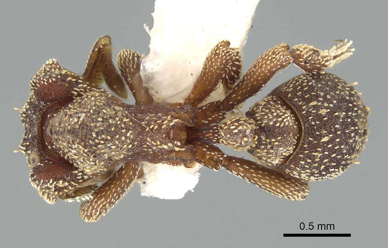 Image of Eurhopalothrix heliscata Wilson & Brown 1985