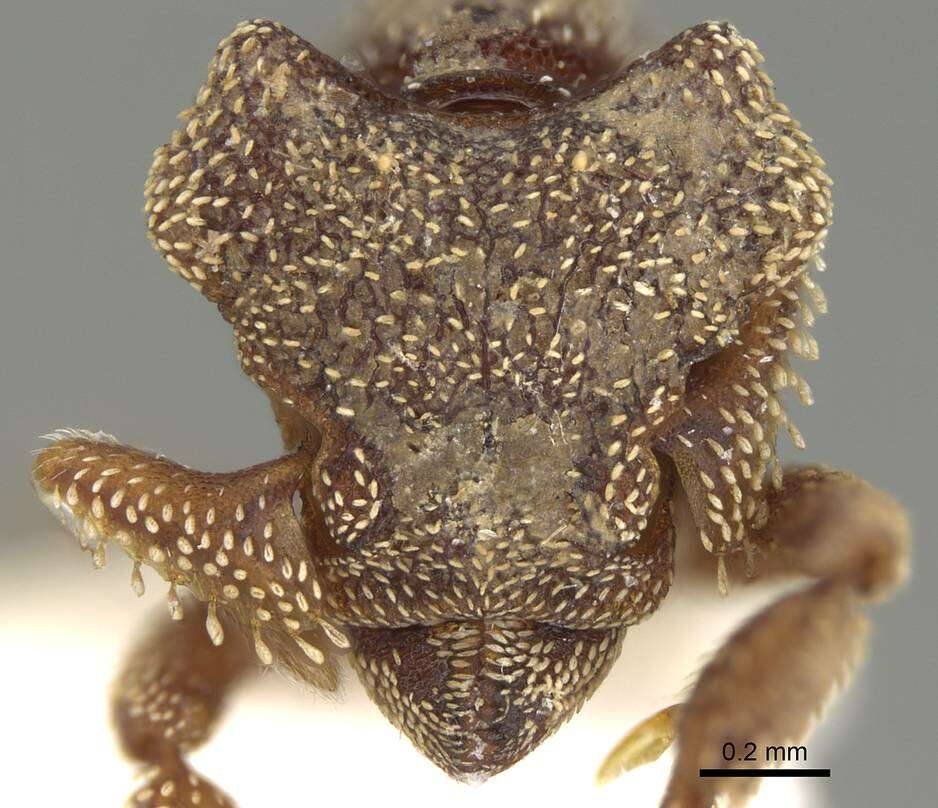 Image of Eurhopalothrix heliscata Wilson & Brown 1985