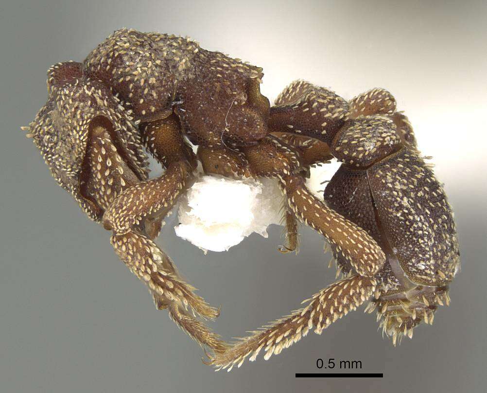 Image of Eurhopalothrix heliscata Wilson & Brown 1985