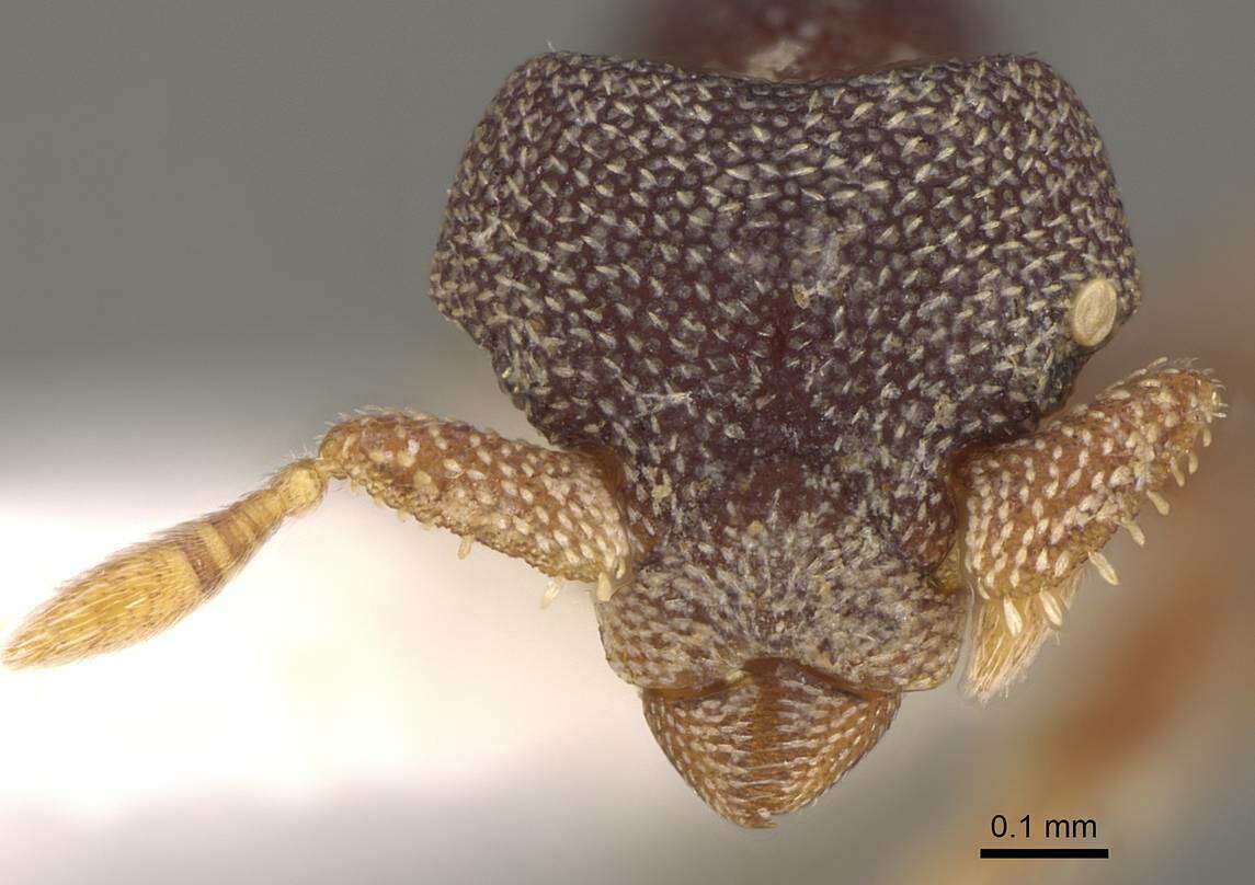 Image of Eurhopalothrix punctata (Szabo 1910)