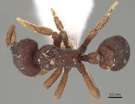 Image of Eurhopalothrix omnivaga Taylor 1990