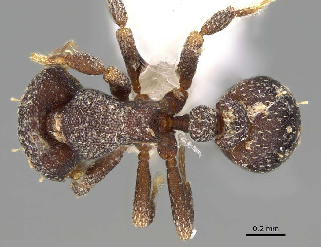 Image of Myrmicinae