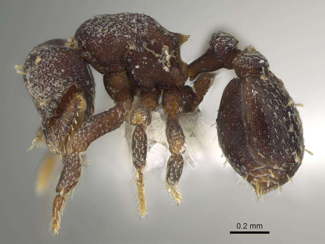 Image of Myrmicinae