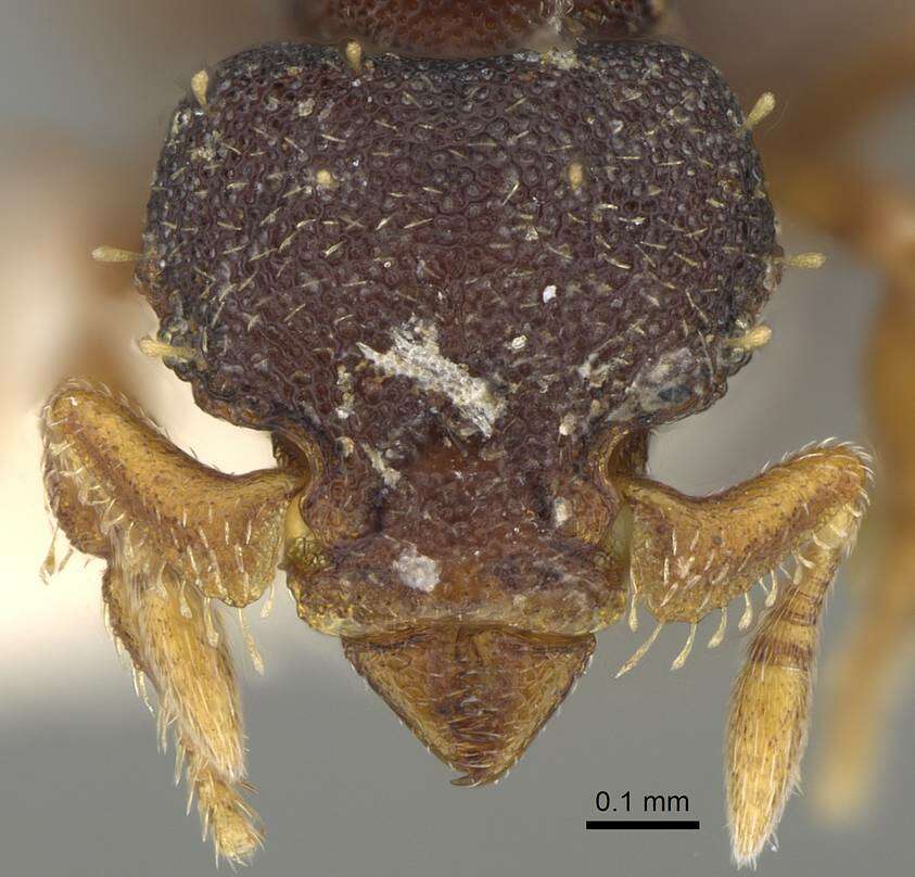 Image of Octostruma