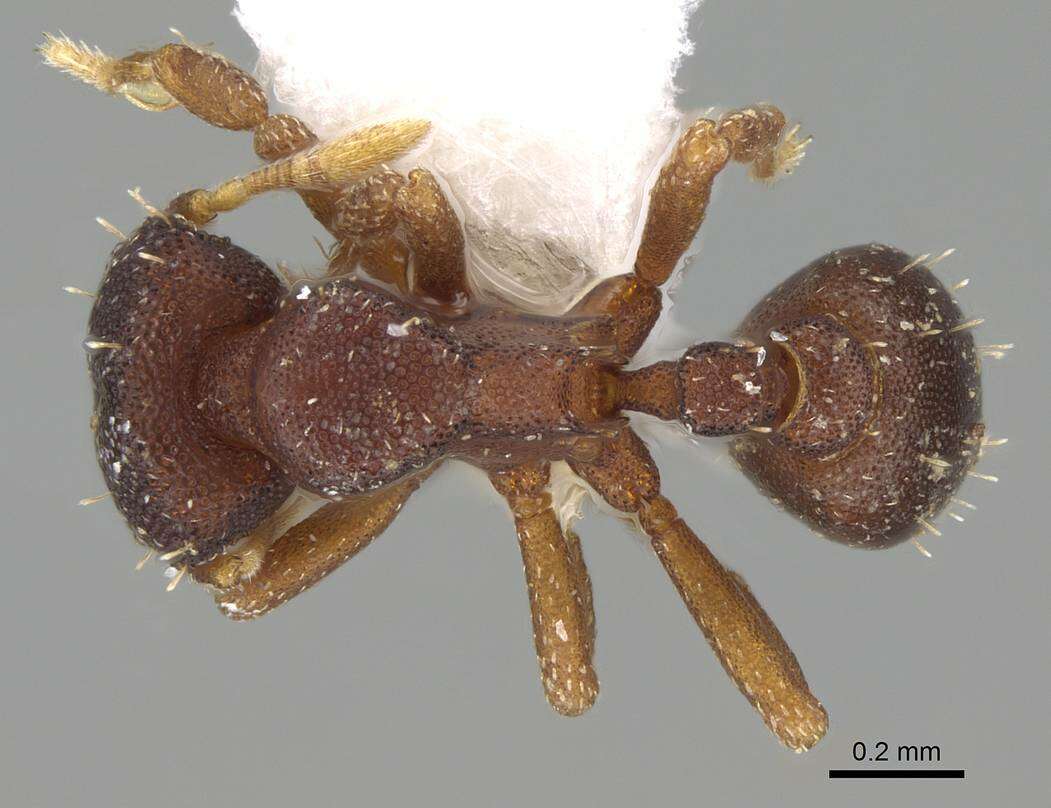 Image of Myrmicinae