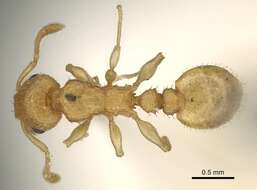 Image of <i>Nesomyrmex denticulatus</i> (Mayr)