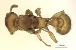 Image of <i>Nesomyrmex denticulatus</i> (Mayr)