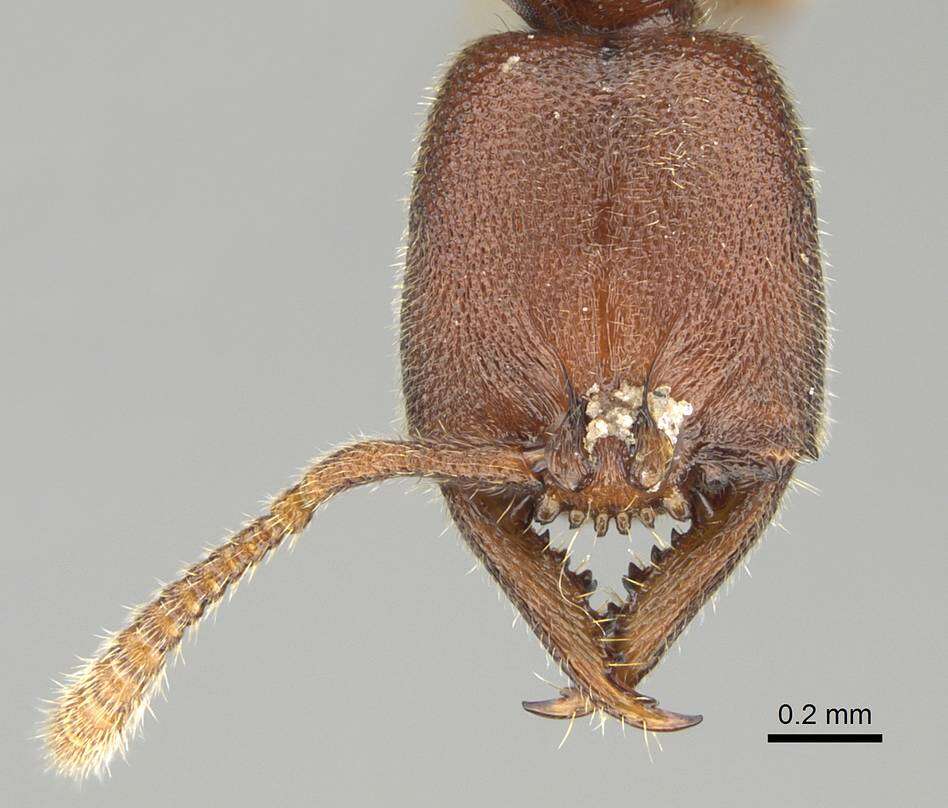 Image of Amblyoponinae