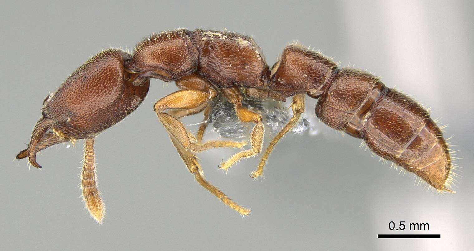 Image of Amblyoponinae