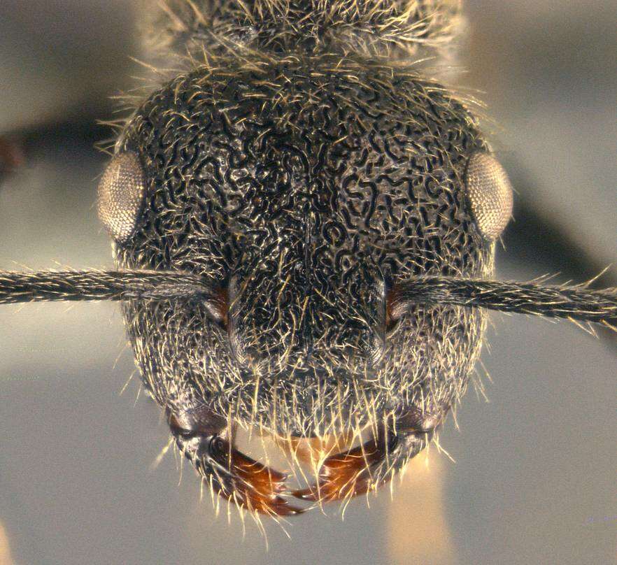 Image of Echinopla subtilis