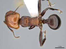 Image of Atopomyrmex cryptoceroides Emery 1892