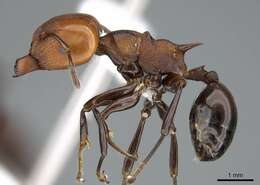 Image de Atopomyrmex cryptoceroides Emery 1892