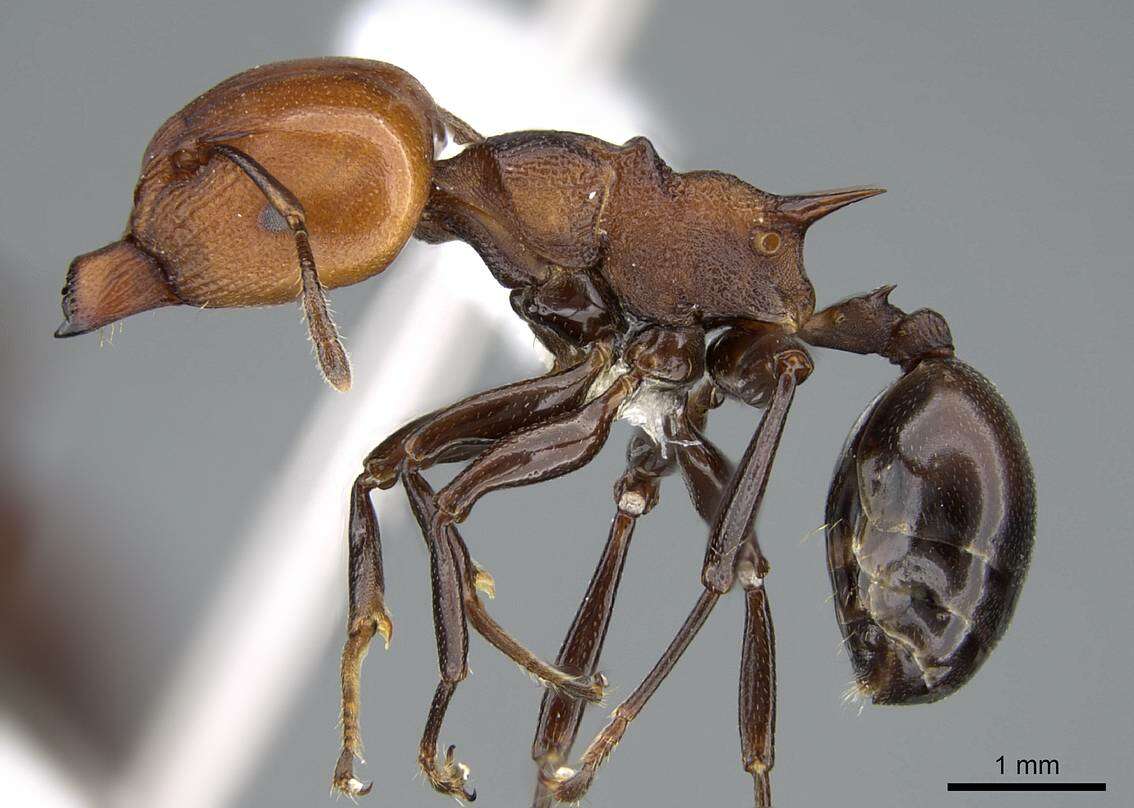 Image of Atopomyrmex cryptoceroides Emery 1892