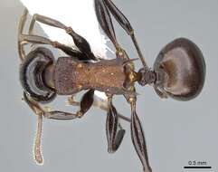 Image of Atopomyrmex cryptoceroides Emery 1892