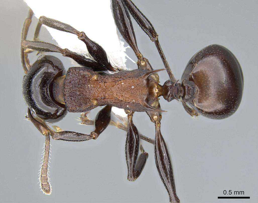 Image of Atopomyrmex cryptoceroides Emery 1892