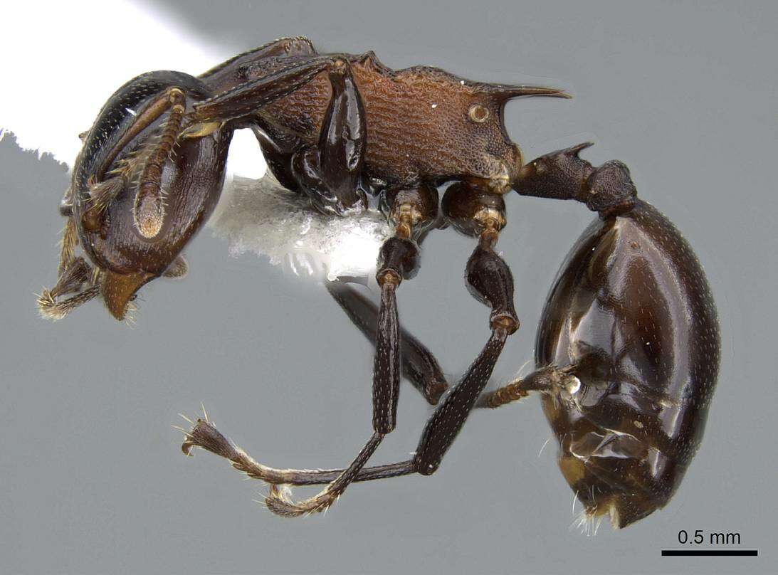 Image de Atopomyrmex cryptoceroides Emery 1892