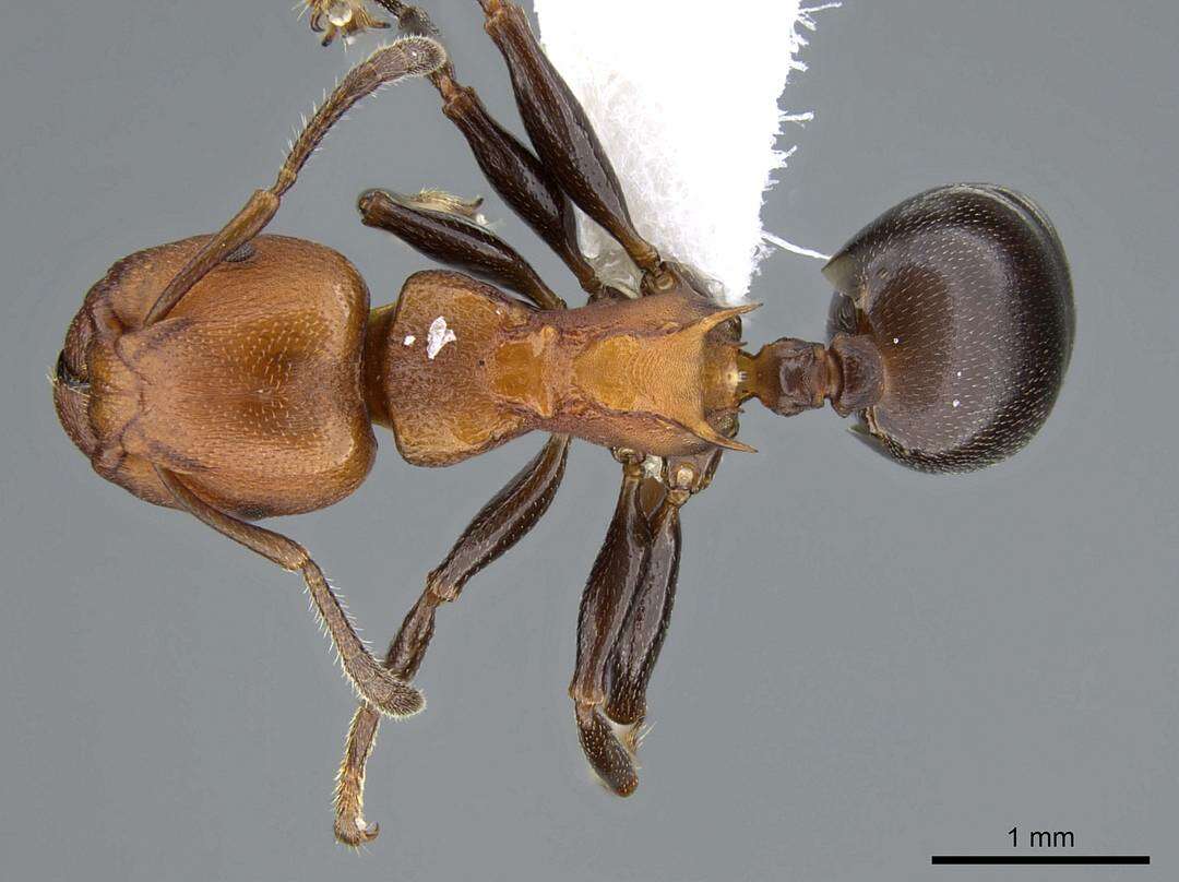 Image of Atopomyrmex mocquerysi Andre 1889