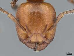 Image of Atopomyrmex mocquerysi Andre 1889