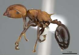 Image of Atopomyrmex mocquerysi Andre 1889