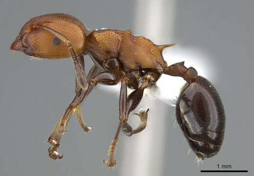 Image of Atopomyrmex mocquerysi Andre 1889