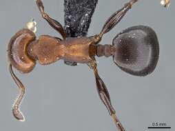 Image of Atopomyrmex mocquerysi Andre 1889