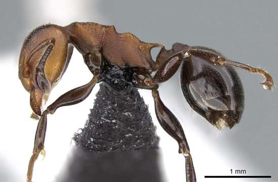 Image of Atopomyrmex mocquerysi Andre 1889