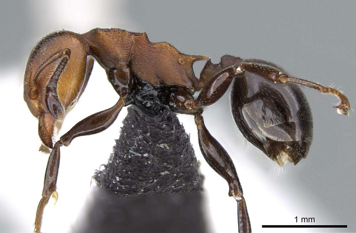 Image of Atopomyrmex mocquerysi Andre 1889