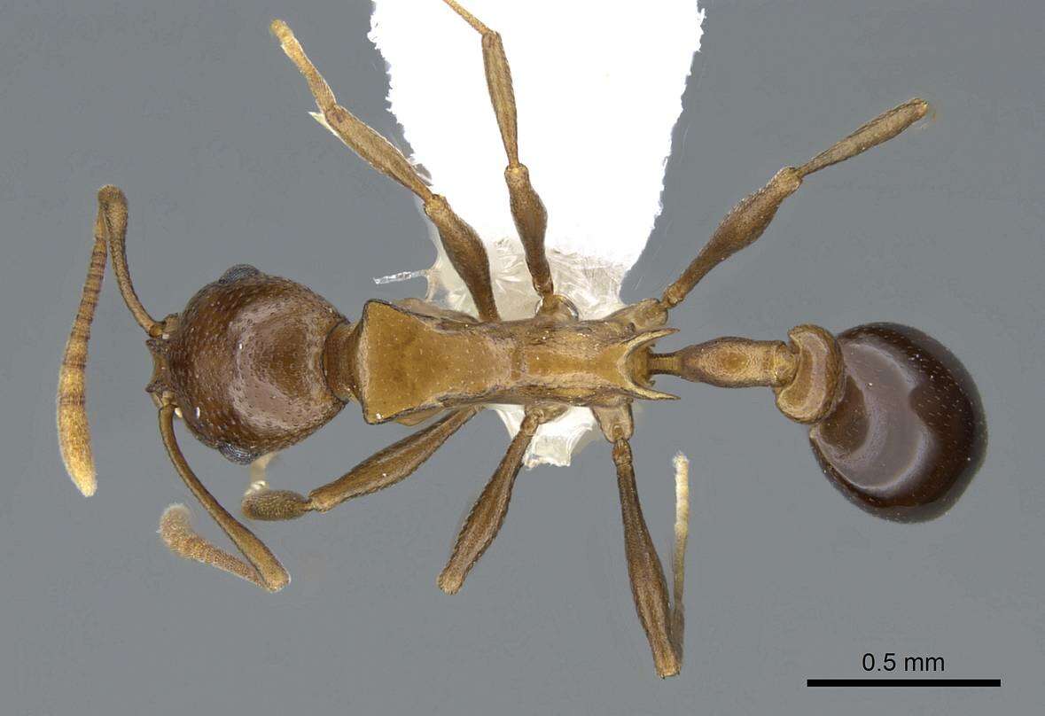 Image of Cardiocondyla paradoxa Emery 1897