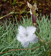 Sivun Dianthus spiculifolius Schur kuva