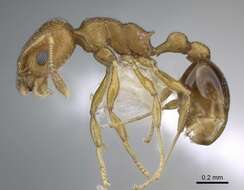 Image of Tramp Ants