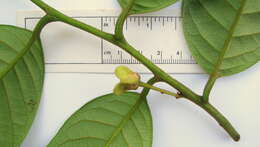 صورة Annona bahiensis (Maas & Westra) H. Rainer