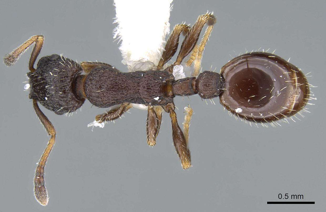Image of Leptothorax sphagnicola Francoeur 1986