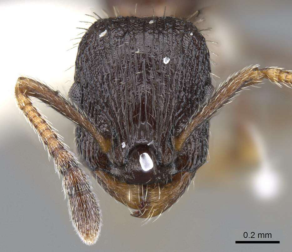 Image of Leptothorax sphagnicola Francoeur 1986